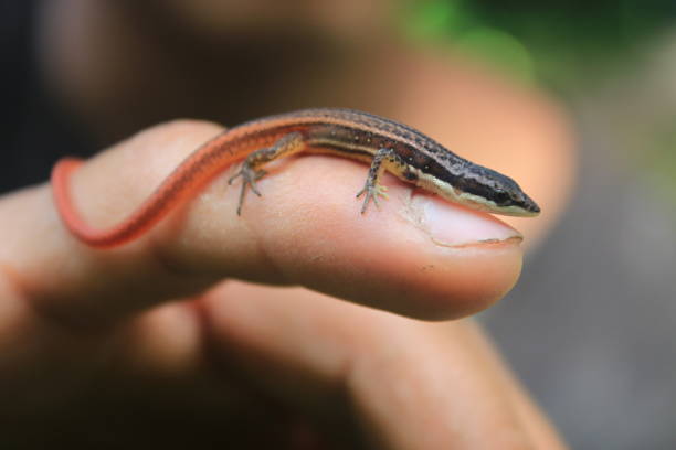 istock A small lizard with a bright red tail, white belly and white stiped on his side sitting on a finger 1281296946
