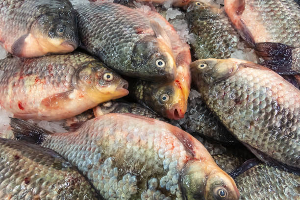 istock Fresh carp fish in the market. 1281297084
