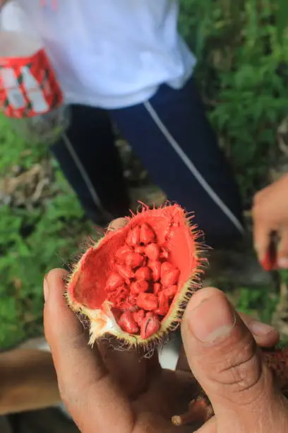 Photo of A fruit called achiote that has red seeds which give of a natural red paint