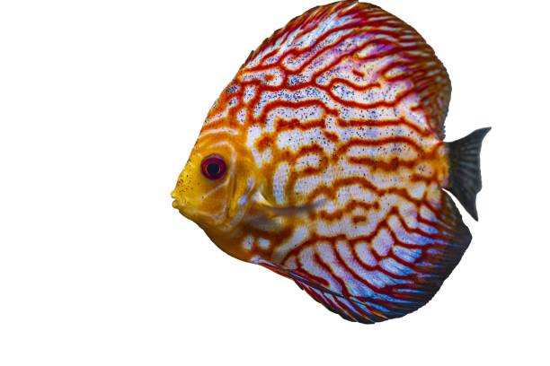 istock Close up view of gorgeous checkerboard red map discus aquarium fish isolated on white background. Hobby concept. 1281298127