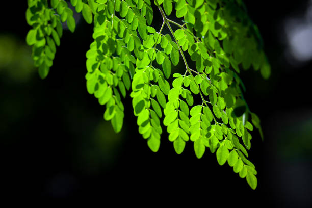 istock Sunlight on the hanging Moringa oleifera leaves. Fresh green drumstick tree leaves dark light background. 1281298418