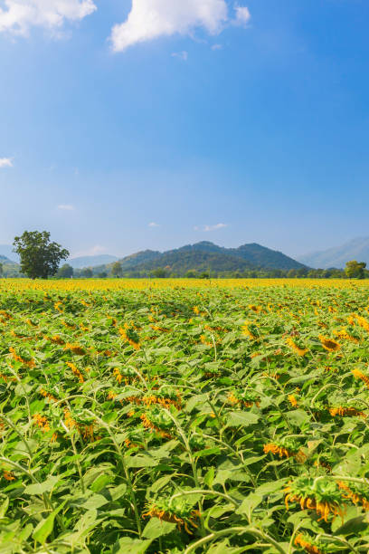 Landscape of natural sunflowers field blooming on blue sky background stock photo
