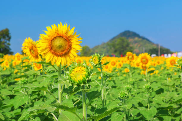 Landscape of natural sunflowers field blooming on blue sky background stock photo