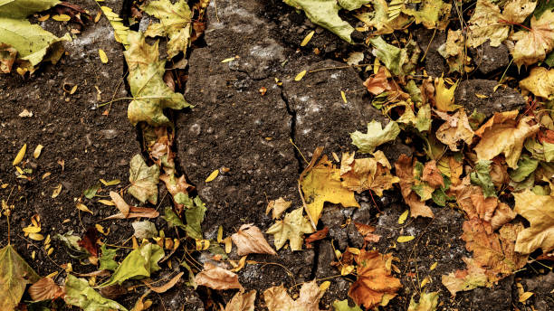 istock Dry fallen leaves on the ground. 1281298985