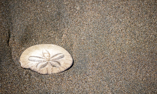 Sand dollar shell on the sands of the Ocean Beach, San Francisco, California