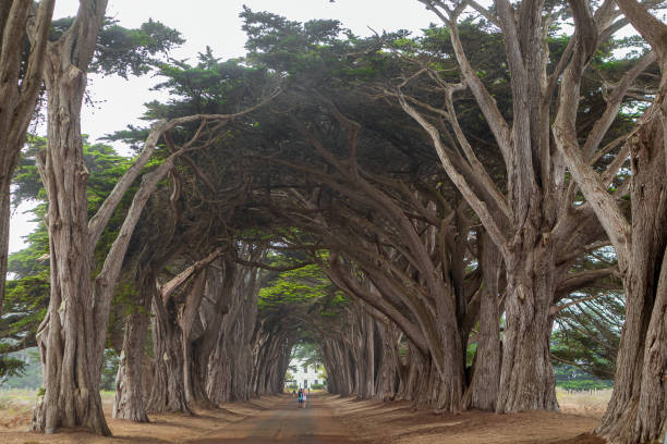 istock Cypress Tree Tunnel. Point Reyes National Seashore, Marin County, California 1281299339