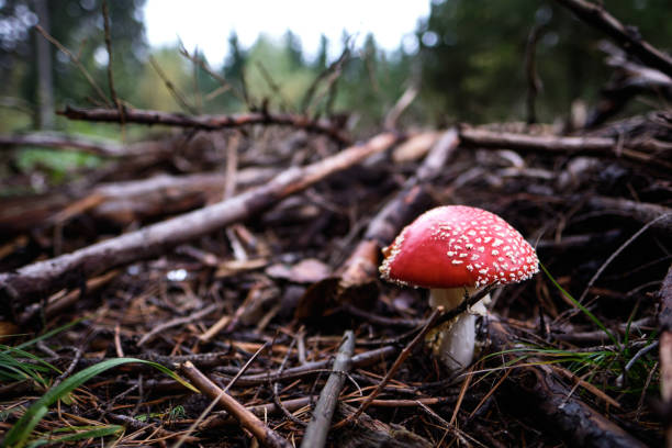 istock Poisonous toadstool in the forest in autumn. Clouds in the background 1281300003
