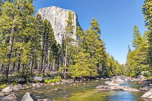 This view of Yosemite National Park Includes a look at El Capitan from below and the Merced River passing along with a lot of rocks in the river all this with a beautiful forest of trees and all of this forms a postcard view of this  great Park.