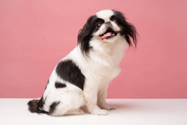 istock Cute japanese Chin against pink background. Studio shot 1281300725