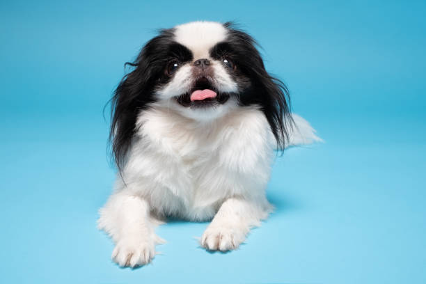 istock Cute japanese Chin against blue background. Studio shot 1281300752