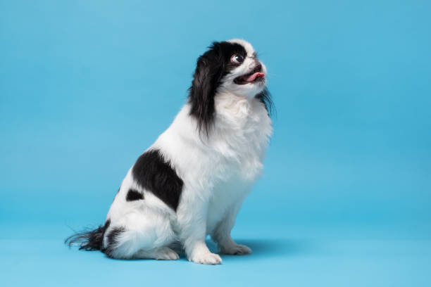 istock Cute japanese Chin against blue background. Studio shot 1281300796
