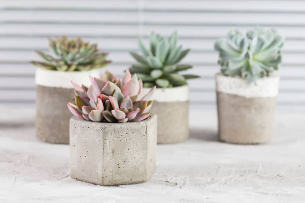 istock collection of succulents on a light colored table 1281301520