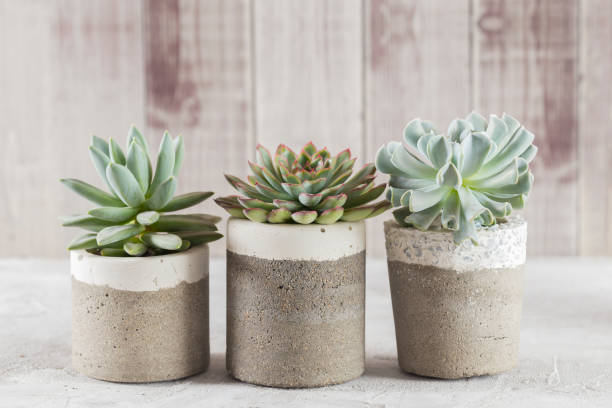 collection of succulents on a light colored table