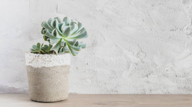 istock collection of succulents on a light colored table 1281301557