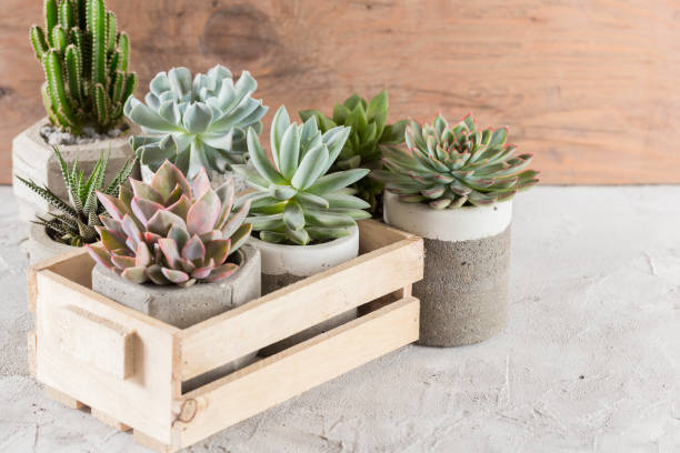 istock collection of succulents on a light colored table 1281301565