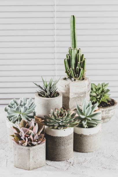 istock collection of succulents on a light colored table 1281301578