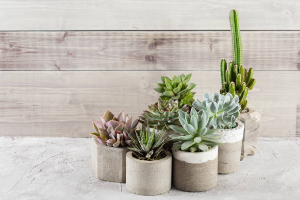 istock collection of succulents on a light colored table 1281301712