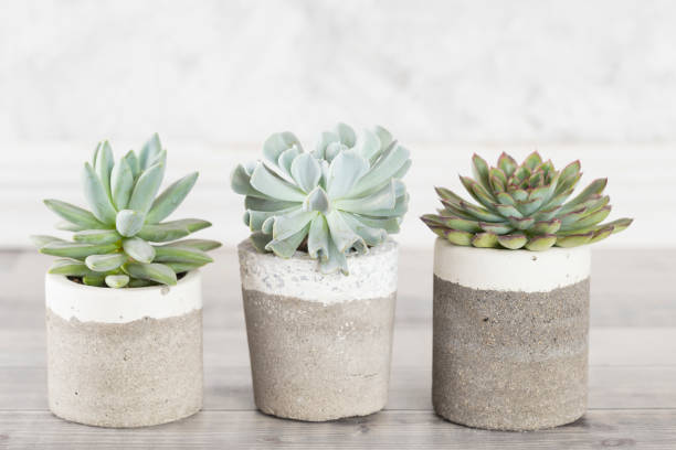istock collection of succulents on a light colored table 1281301796