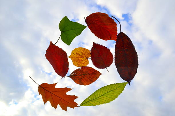 istock Autumn foliage in the sky 1281301849