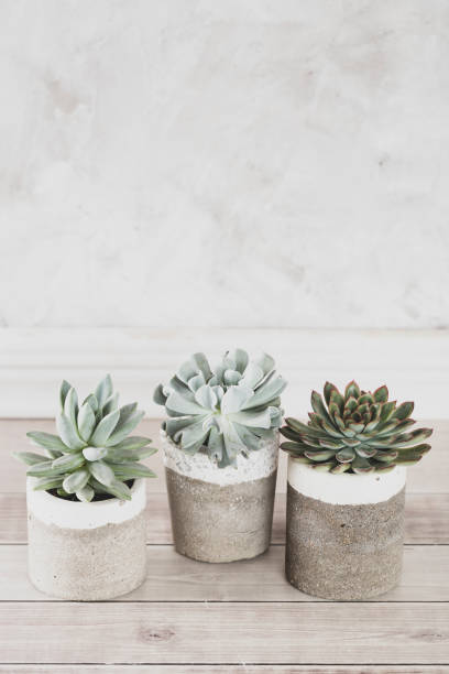 istock collection of succulents on a light colored table 1281301874