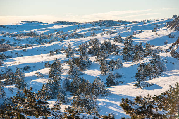 istock pine trees, forest and mountains on a sunny day. 1281301897