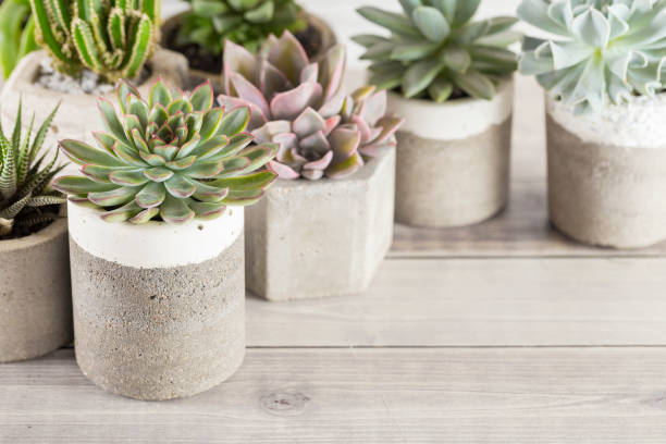 istock collection of succulents on a light colored table 1281302003
