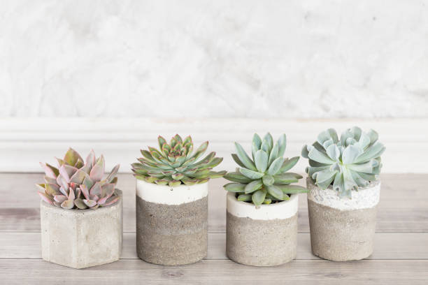 istock collection of succulents on a light colored table 1281302006