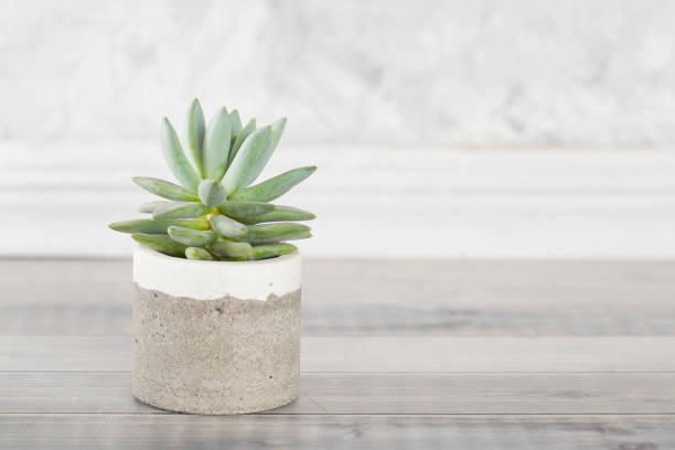 istock collection of succulents on a light colored table 1281302013