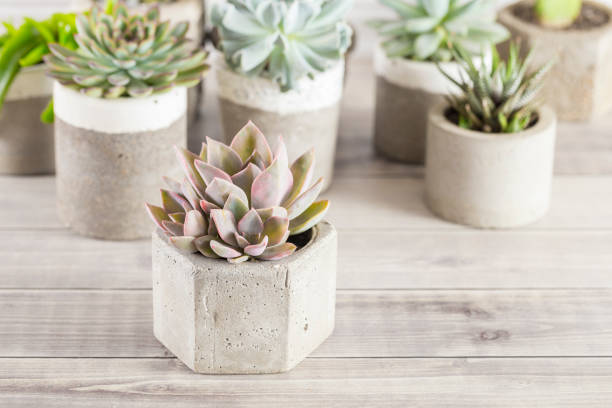istock collection of succulents on a light colored table 1281302078