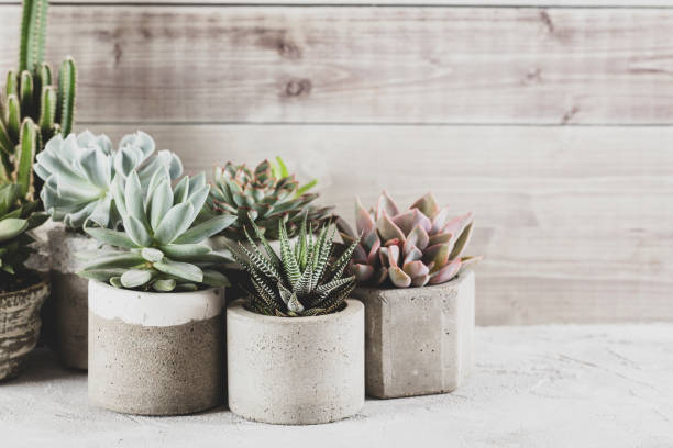 istock collection of succulents on a light colored table 1281302147