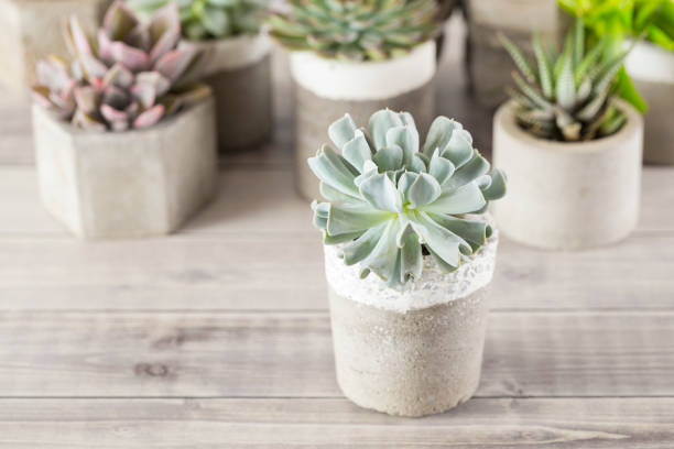 istock collection of succulents on a light colored table 1281302172