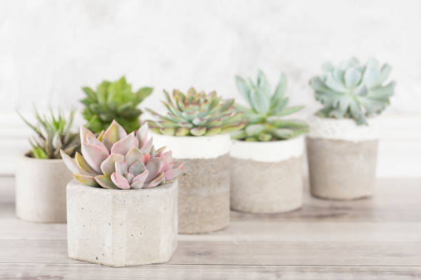 istock collection of succulents on a light colored table 1281302177