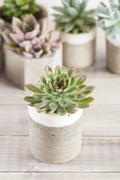 istock collection of succulents on a light colored table 1281302186