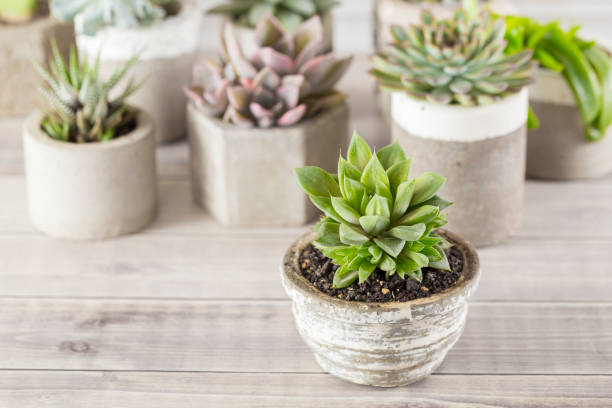 istock collection of succulents on a light colored table 1281302777