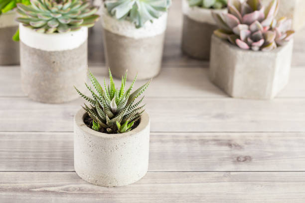 istock collection of succulents on a light colored table 1281302782