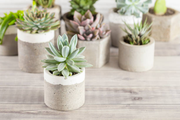 istock collection of succulents on a light colored table 1281302792