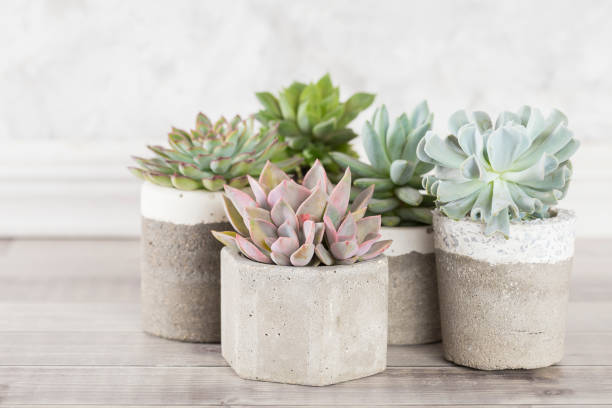 istock collection of succulents on a light colored table 1281302878