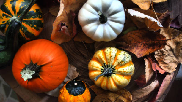 istock Colorful little pumpkin and gourds 1281303261