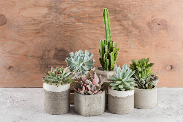 istock collection of succulents on a light colored table 1281303291
