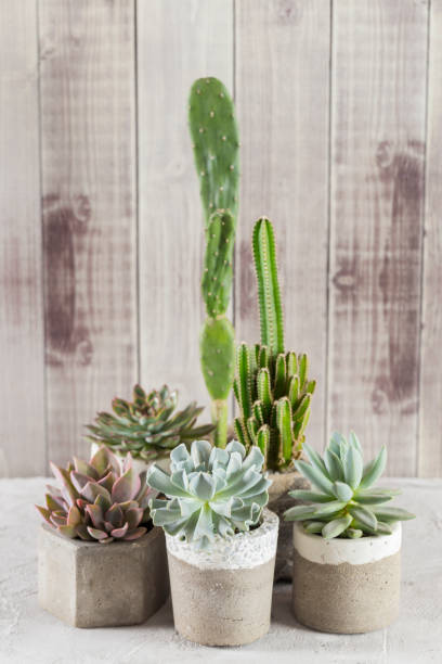istock collection of succulents on a light colored table 1281303417