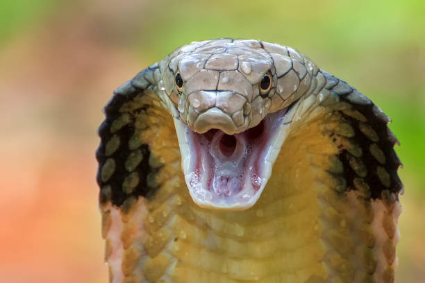 King cobra stock photo