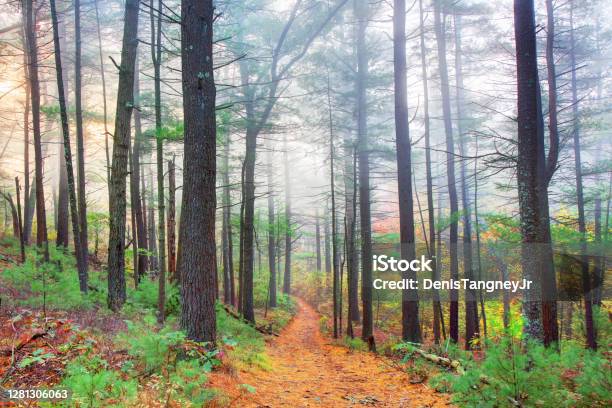 Forest Trail In Massasoit State Park Stock Photo - Download Image Now - Massachusetts, Taunton - Massachusetts, Natural Parkland