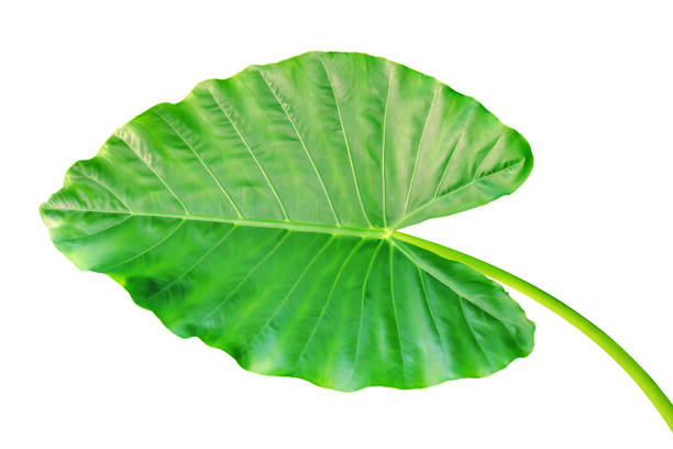 istock Large Green Leaf of Elephant Ear Plant Isolated on White Background 1281306355