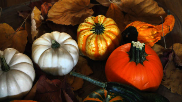istock Colorful little pumpkin and gourds 1281306445