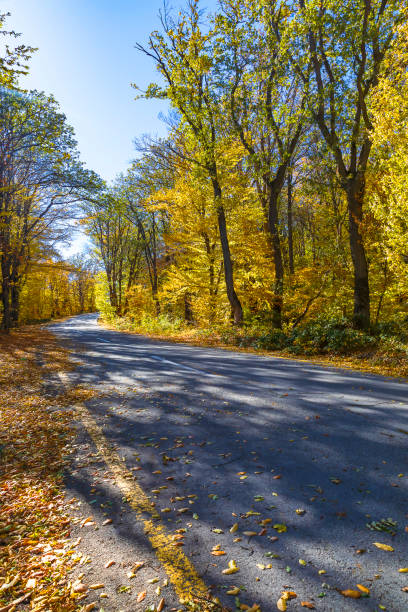 istock Mountain road through the autumn forest 1281307625