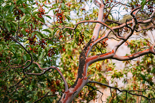 Sandalwood Tree With Fruits in Autumn