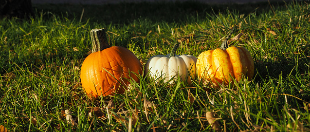 Colorful little pumpkin and gourds
