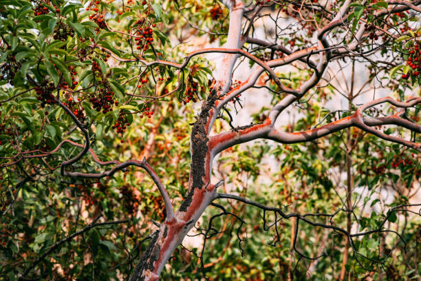 albero di sandalo con frutti in autunno - sandalwood foto e immagini stock