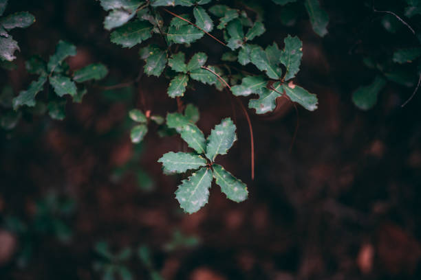 istock Green Leaves in Nature Background 1281309623