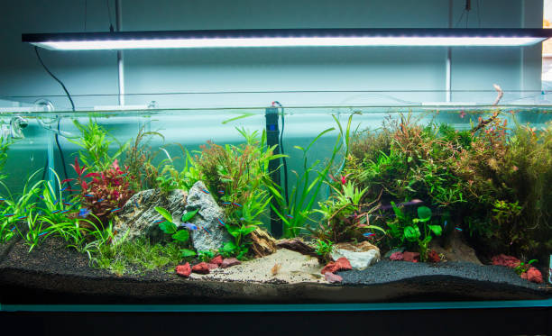istock Beautiful fresh water aquarium 1281311634